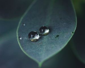 Preview wallpaper leaf, water, drops, glare, macro, green