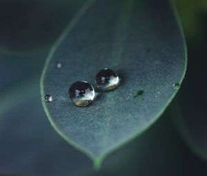 Preview wallpaper leaf, water, drops, glare, macro, green