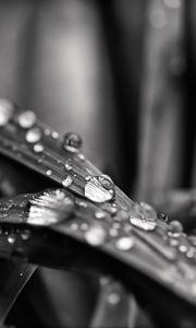 Preview wallpaper leaf, water, drops, rain, macro, black and white