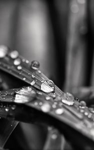 Preview wallpaper leaf, water, drops, rain, macro, black and white