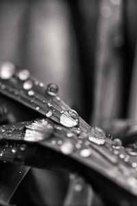 Preview wallpaper leaf, water, drops, rain, macro, black and white