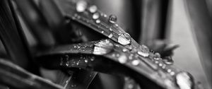 Preview wallpaper leaf, water, drops, rain, macro, black and white