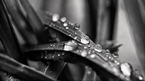 Preview wallpaper leaf, water, drops, rain, macro, black and white