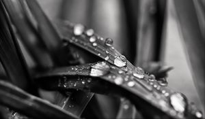 Preview wallpaper leaf, water, drops, rain, macro, black and white