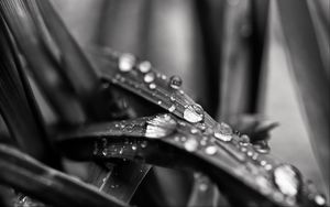 Preview wallpaper leaf, water, drops, rain, macro, black and white