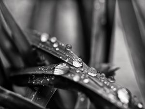 Preview wallpaper leaf, water, drops, rain, macro, black and white