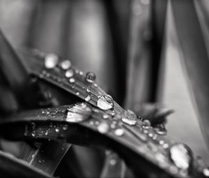 Preview wallpaper leaf, water, drops, rain, macro, black and white