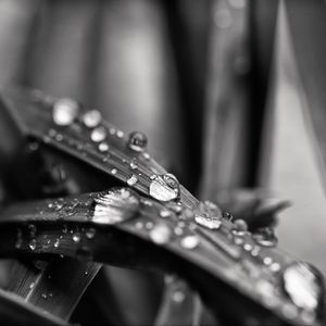 Preview wallpaper leaf, water, drops, rain, macro, black and white