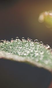 Preview wallpaper leaf, water, drops, macro, blur