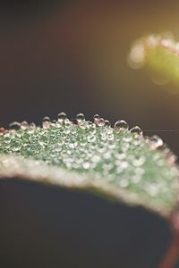 Preview wallpaper leaf, water, drops, macro, blur