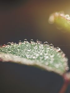 Preview wallpaper leaf, water, drops, macro, blur