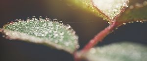 Preview wallpaper leaf, water, drops, macro, blur