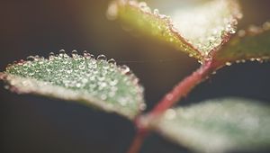 Preview wallpaper leaf, water, drops, macro, blur