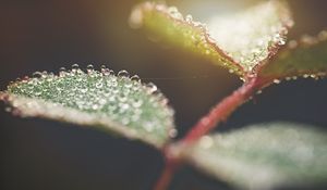 Preview wallpaper leaf, water, drops, macro, blur
