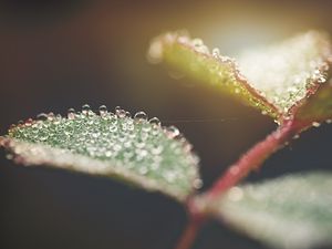 Preview wallpaper leaf, water, drops, macro, blur