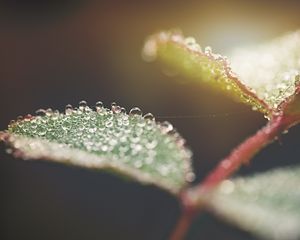 Preview wallpaper leaf, water, drops, macro, blur