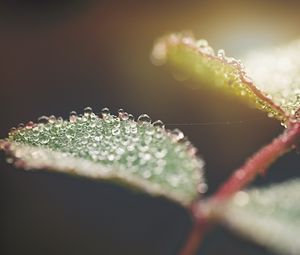 Preview wallpaper leaf, water, drops, macro, blur