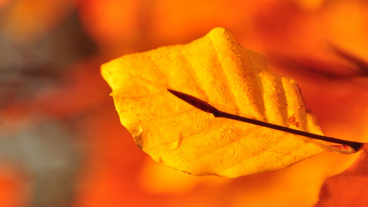 Wallpaper leaf, water, drops, macro, yellow