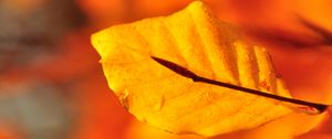 Preview wallpaper leaf, water, drops, macro, yellow