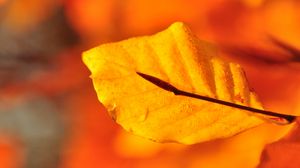 Preview wallpaper leaf, water, drops, macro, yellow
