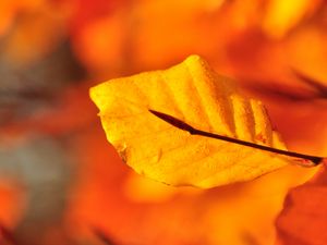 Preview wallpaper leaf, water, drops, macro, yellow