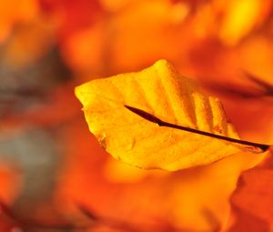 Preview wallpaper leaf, water, drops, macro, yellow