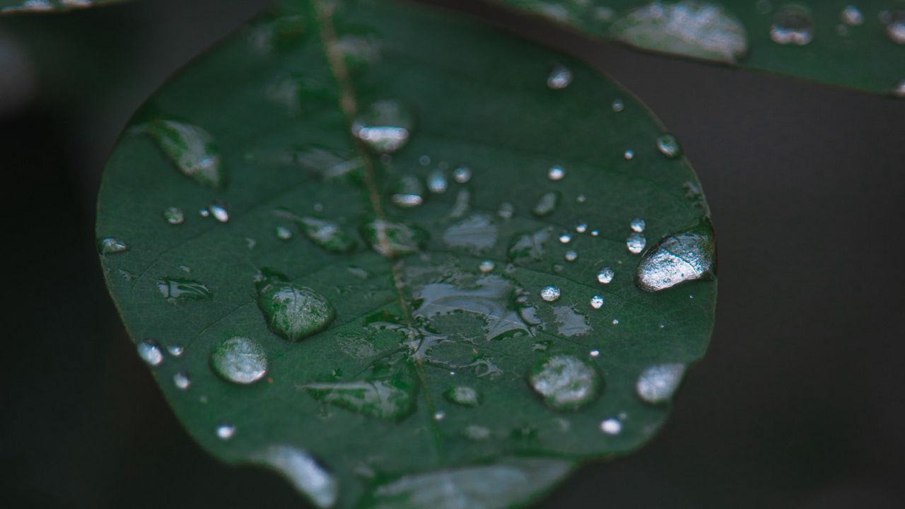Wallpaper leaf, water, drops, rain, macro