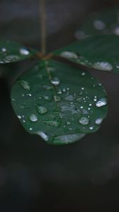 Preview wallpaper leaf, water, drops, rain, macro