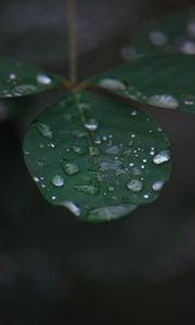 Preview wallpaper leaf, water, drops, rain, macro