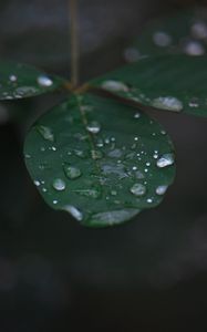 Preview wallpaper leaf, water, drops, rain, macro