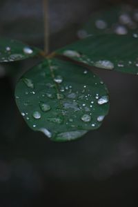 Preview wallpaper leaf, water, drops, rain, macro
