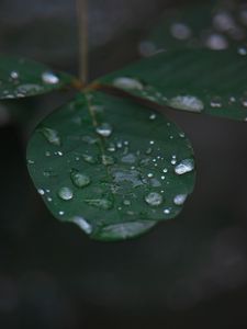 Preview wallpaper leaf, water, drops, rain, macro