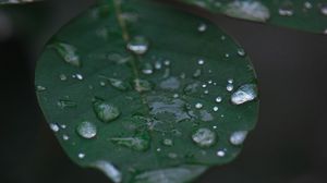Preview wallpaper leaf, water, drops, rain, macro