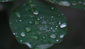 Preview wallpaper leaf, water, drops, rain, macro