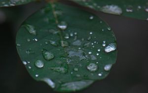 Preview wallpaper leaf, water, drops, rain, macro