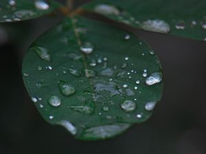 Preview wallpaper leaf, water, drops, rain, macro