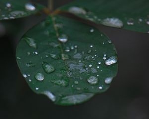 Preview wallpaper leaf, water, drops, rain, macro