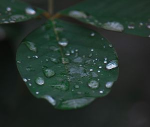 Preview wallpaper leaf, water, drops, rain, macro