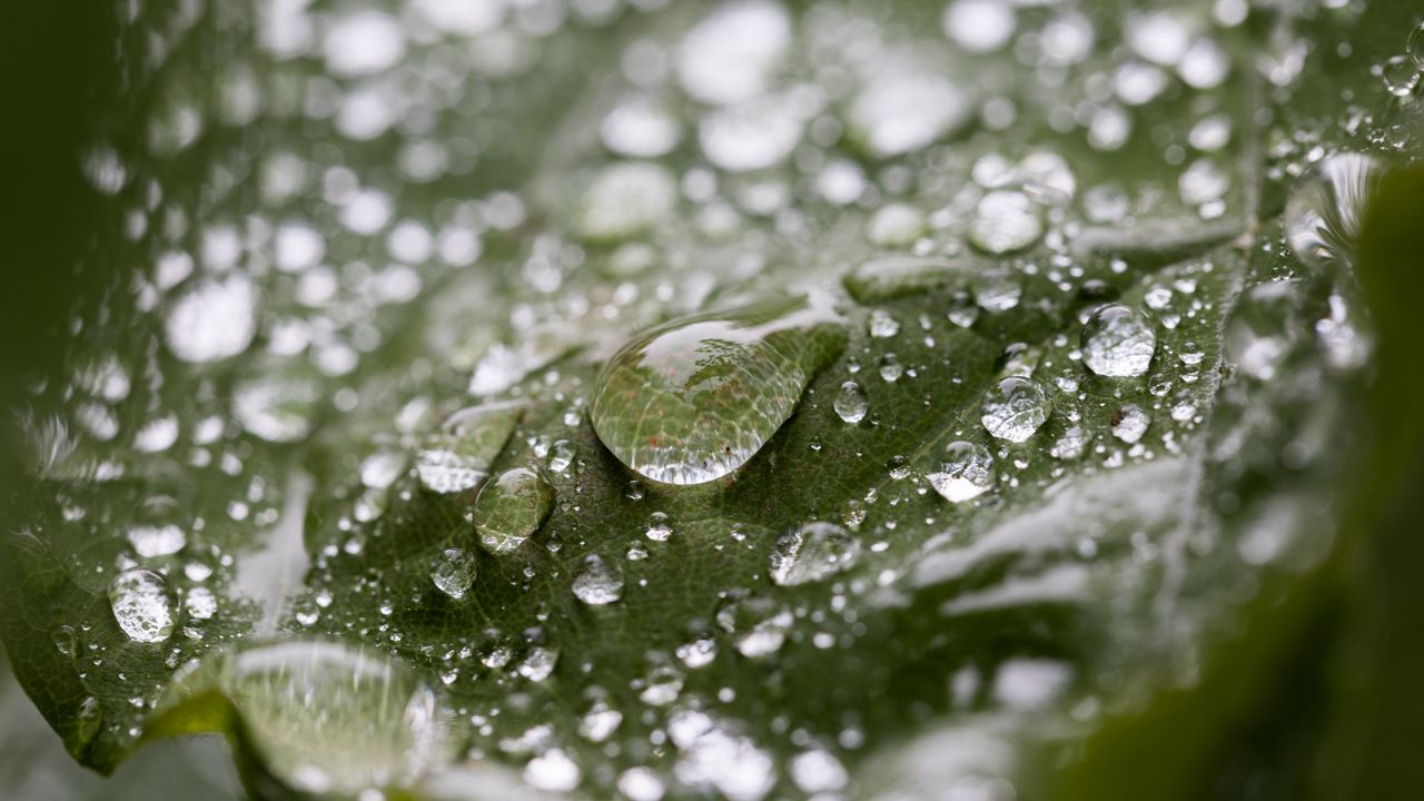 Wallpaper leaf, water, drops, wet, macro