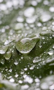 Preview wallpaper leaf, water, drops, wet, macro