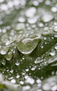Preview wallpaper leaf, water, drops, wet, macro