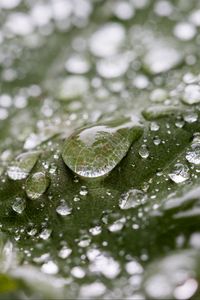 Preview wallpaper leaf, water, drops, wet, macro