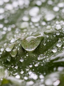 Preview wallpaper leaf, water, drops, wet, macro