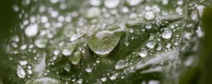 Preview wallpaper leaf, water, drops, wet, macro