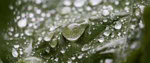 Preview wallpaper leaf, water, drops, wet, macro