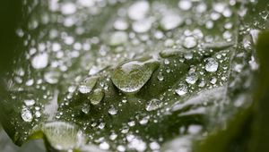 Preview wallpaper leaf, water, drops, wet, macro