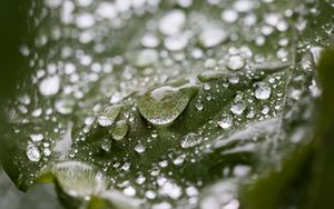 Preview wallpaper leaf, water, drops, wet, macro