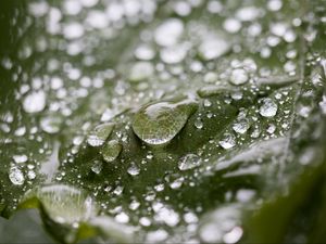Preview wallpaper leaf, water, drops, wet, macro