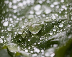 Preview wallpaper leaf, water, drops, wet, macro