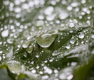 Preview wallpaper leaf, water, drops, wet, macro